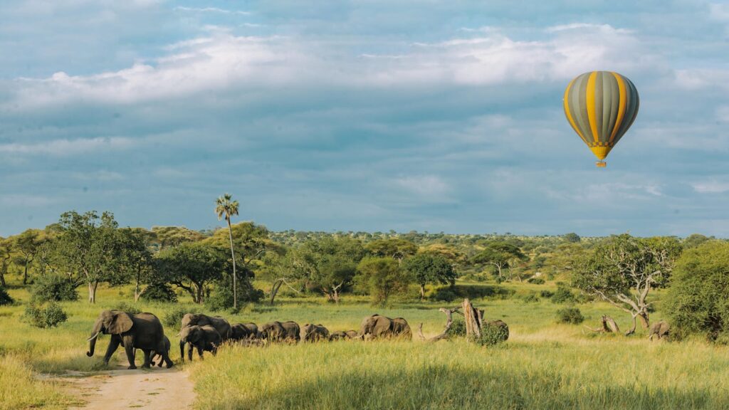 Mongolfière et éléphants en Tanzanie