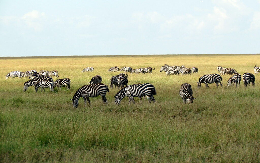 Visiter la Tanzanie : Les incontournables