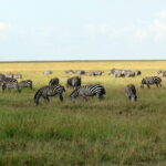 Parc en Tanzanie