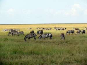 Parc en Tanzanie