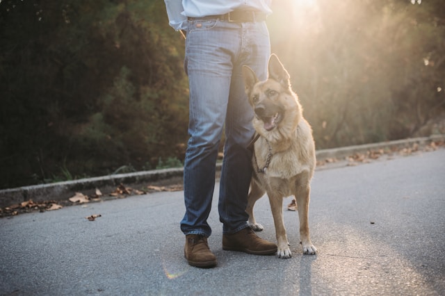 Meilleures techniques de dressage pour chiens