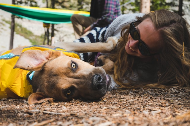 Meilleurs livres sur l’éducation canine : guide complet