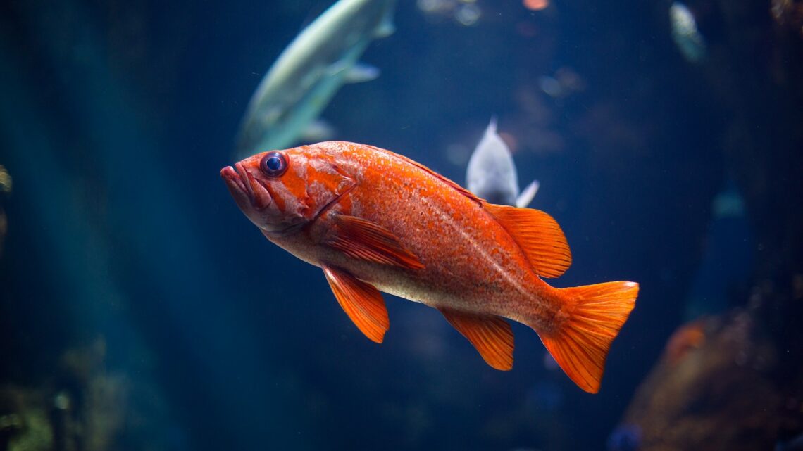 Les 7 espèces de poissons faciles à entretenir pour débutants