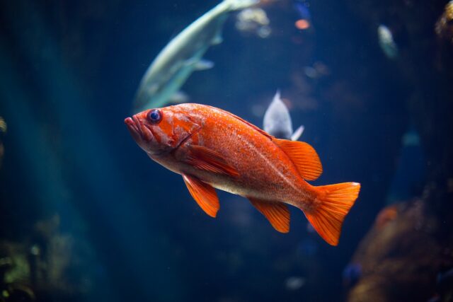 poissons faciles à entretenir