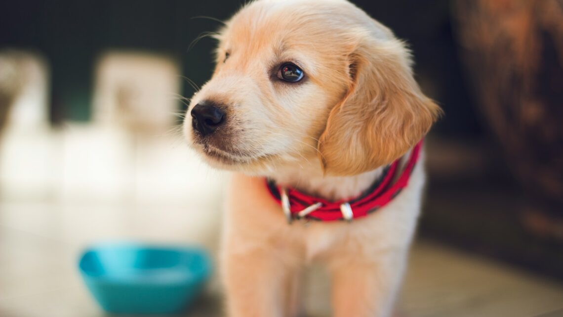 Les aliments toxiques pour chiens : ce que vous devez savoir