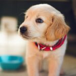 aliments toxiques pour chiens