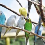 oiseaux faciles d'entretien