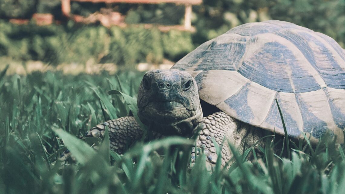 Tout ce que vous devez savoir sur les tortues de terre : guide complet