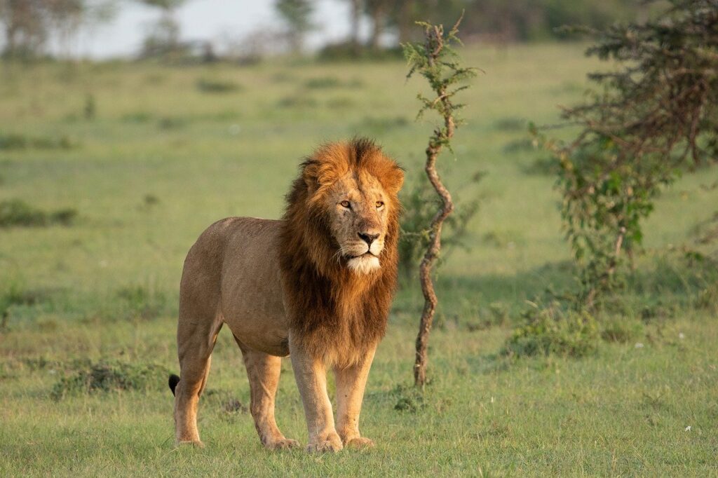 Lion pendant safari