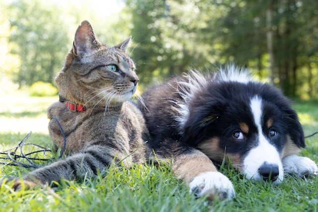 Comment apaiser les tensions entre animaux de différentes espèces