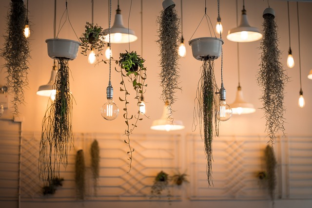 Plantes suspendues : astuces pour un intérieur verdoyant