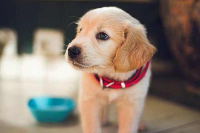 jeu idéal pour votre chien