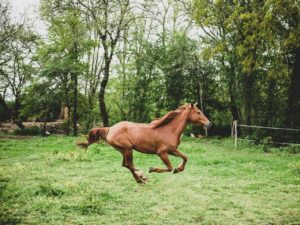 box cheval