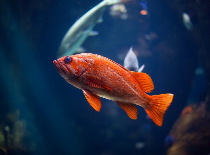 poissons dans un nouveau bac