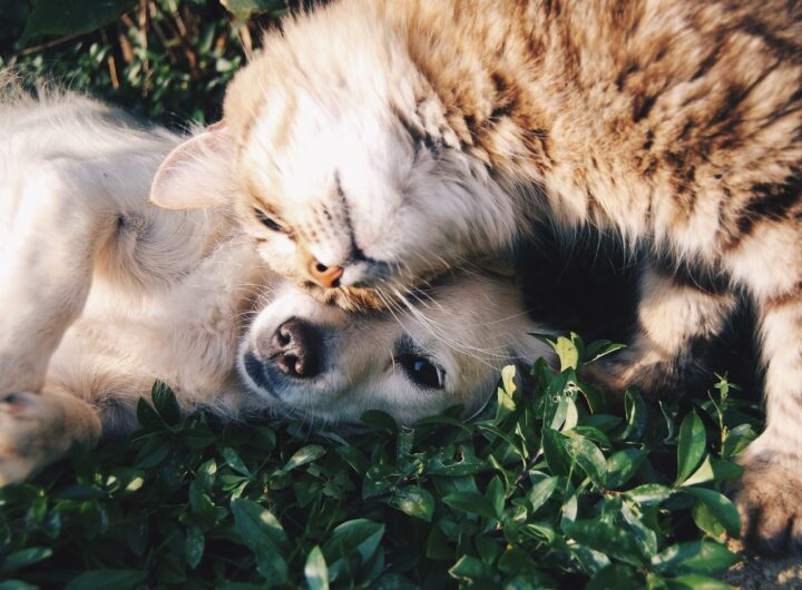 white dog and gray cat hugging each other on grass