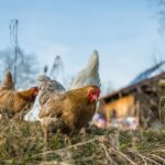 animaux de la ferme