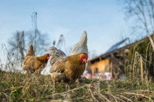 animaux de la ferme