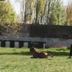 brown short coated dog on green grass field during daytime