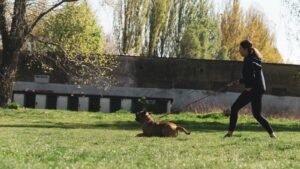 brown short coated dog on green grass field during daytime
