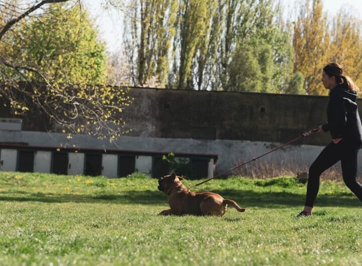 brown short coated dog on green grass field during daytime