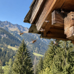 Frelon asiatique en Isère en 2026 : nid sous l'avant-toit d'un chalet de montagne en Belledonne