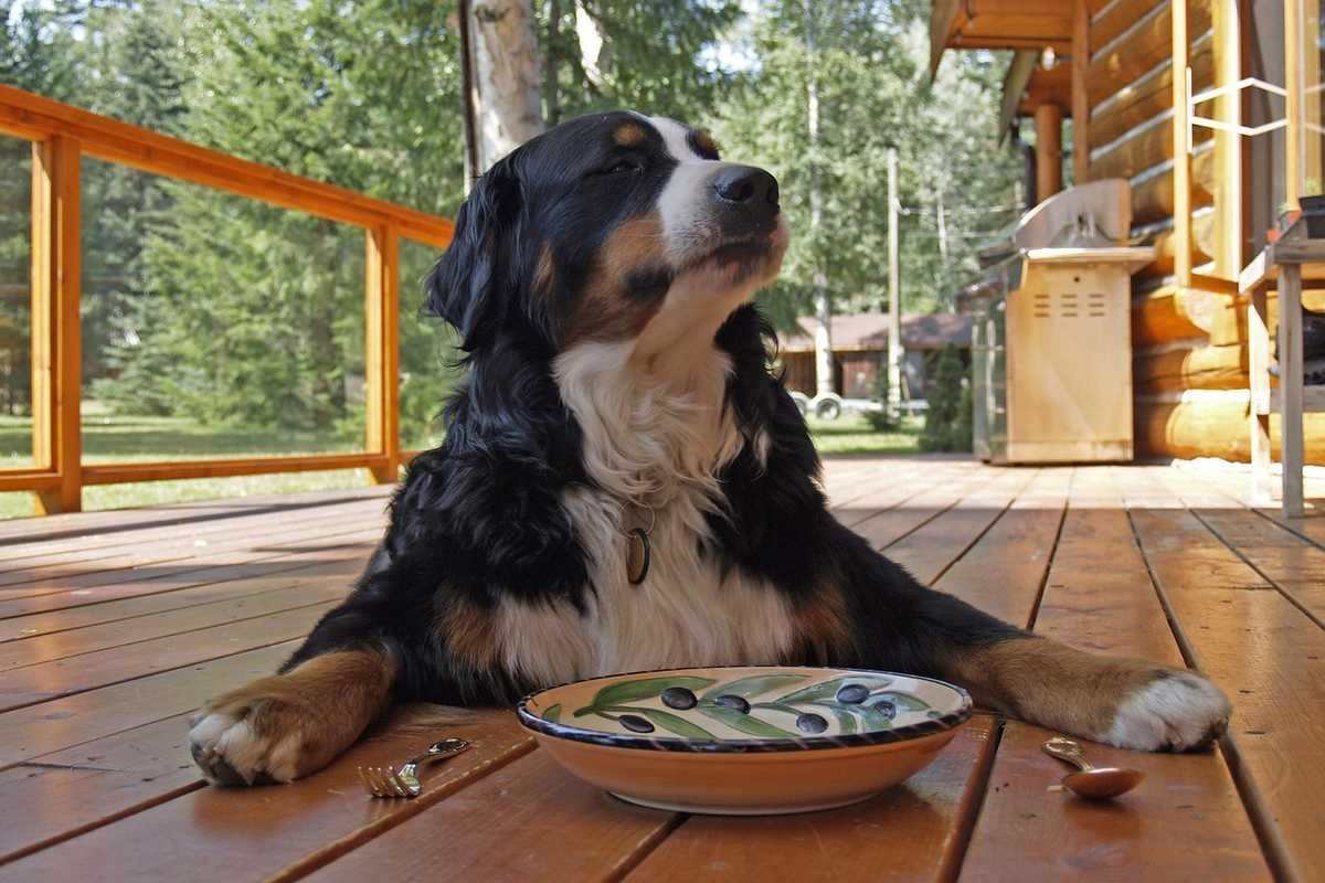 Chien de montagne sur une terrasse avec une assiette devant lui